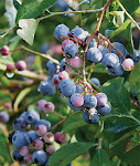 Northsky Bush Blueberry
