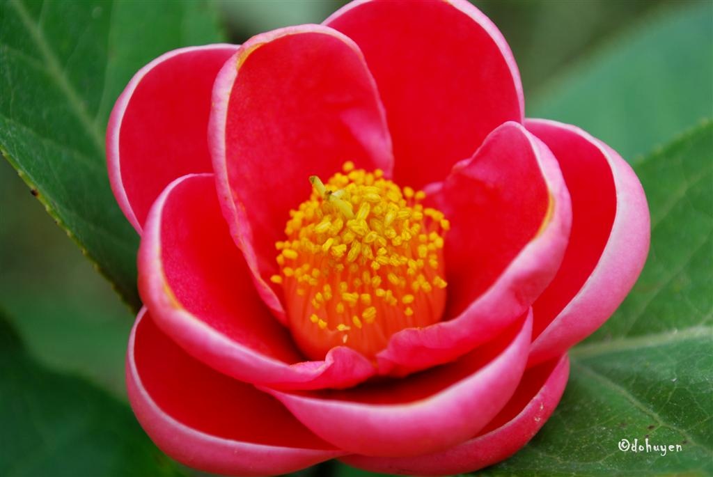 Sổ Tay Xây Dựng: Hoa Hải Đường