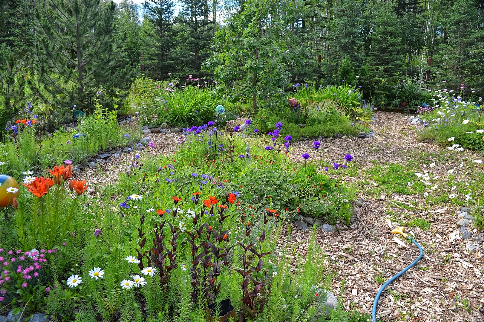 The Outlaw Gardener Alison's Wasilla Garden