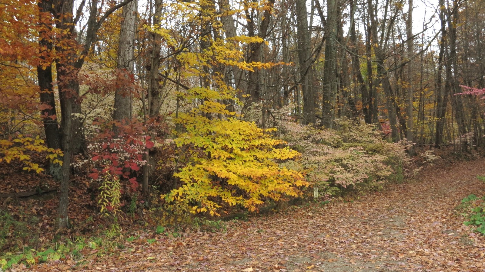 Weedpicker's Journal:: Fall Colors, Flagging invasive species