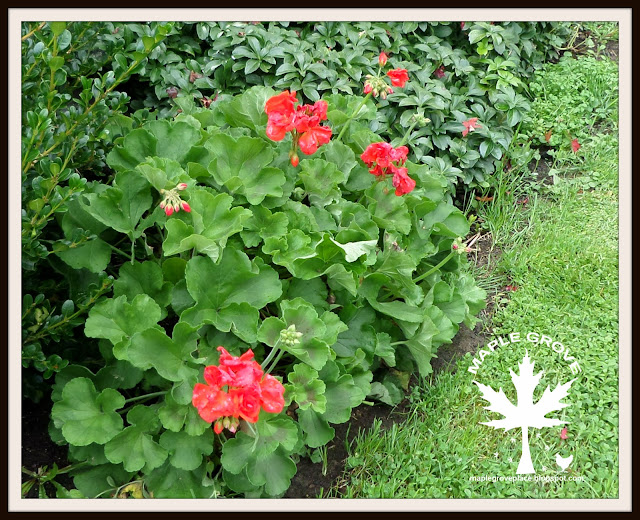 Maple Grove OverWintering Geraniums