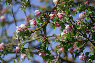 Blooming apple tree