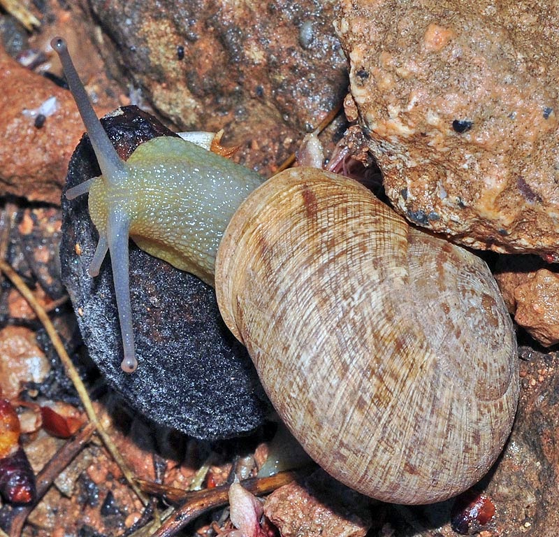 Mundo Natural Faluke Iberus gualtieranus alonensis