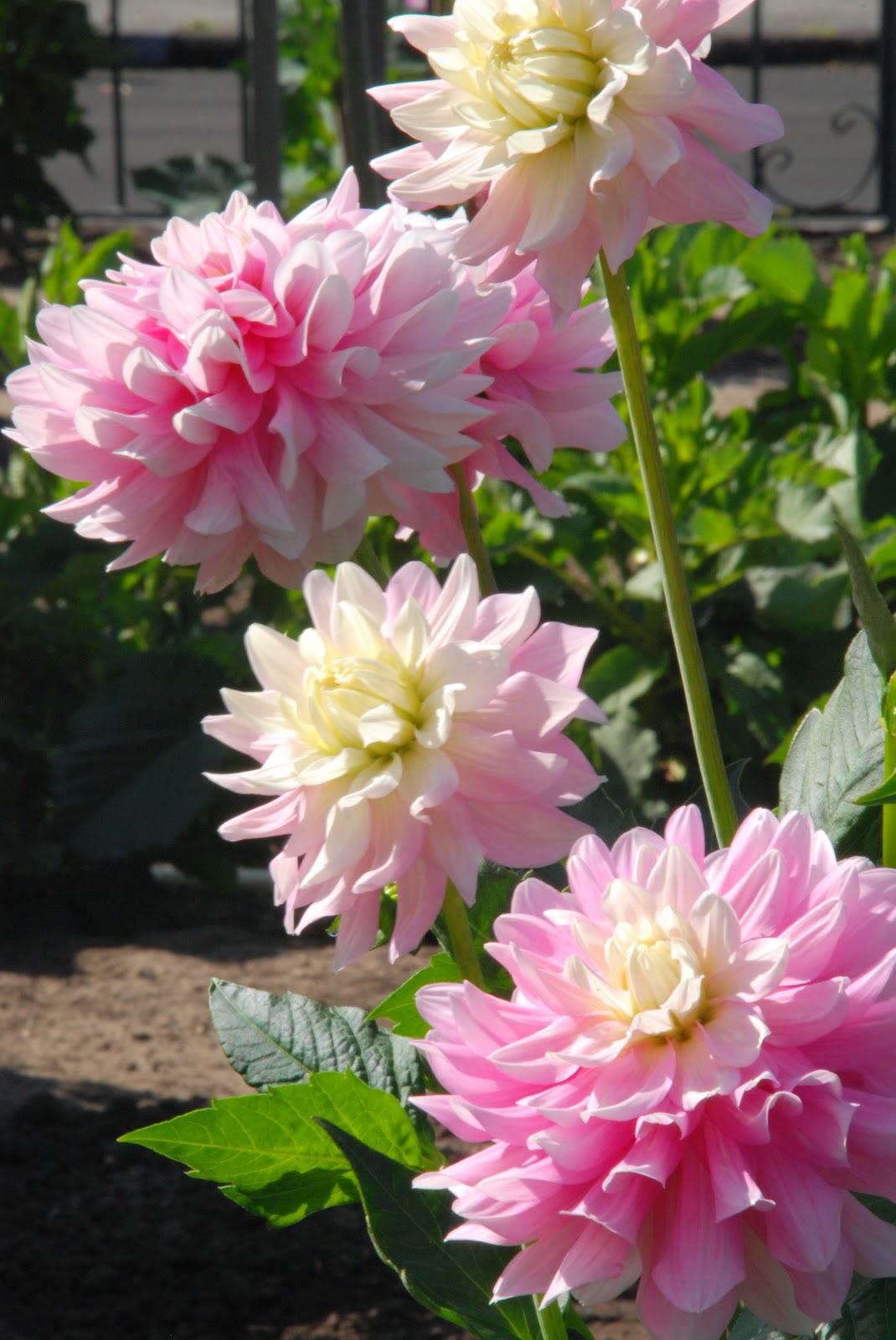 polka dotting my i's: The Dahlia Garden in Golden Gate Park