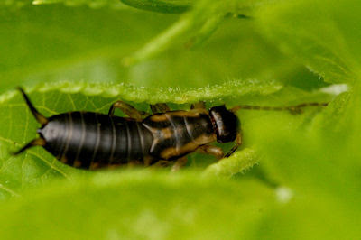 The Herb Gardener: Battling Earwigs in the Garden