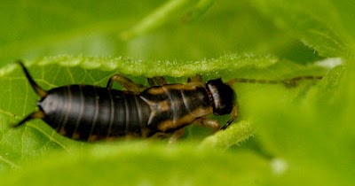 The Herb Gardener: Battling Earwigs in the Garden