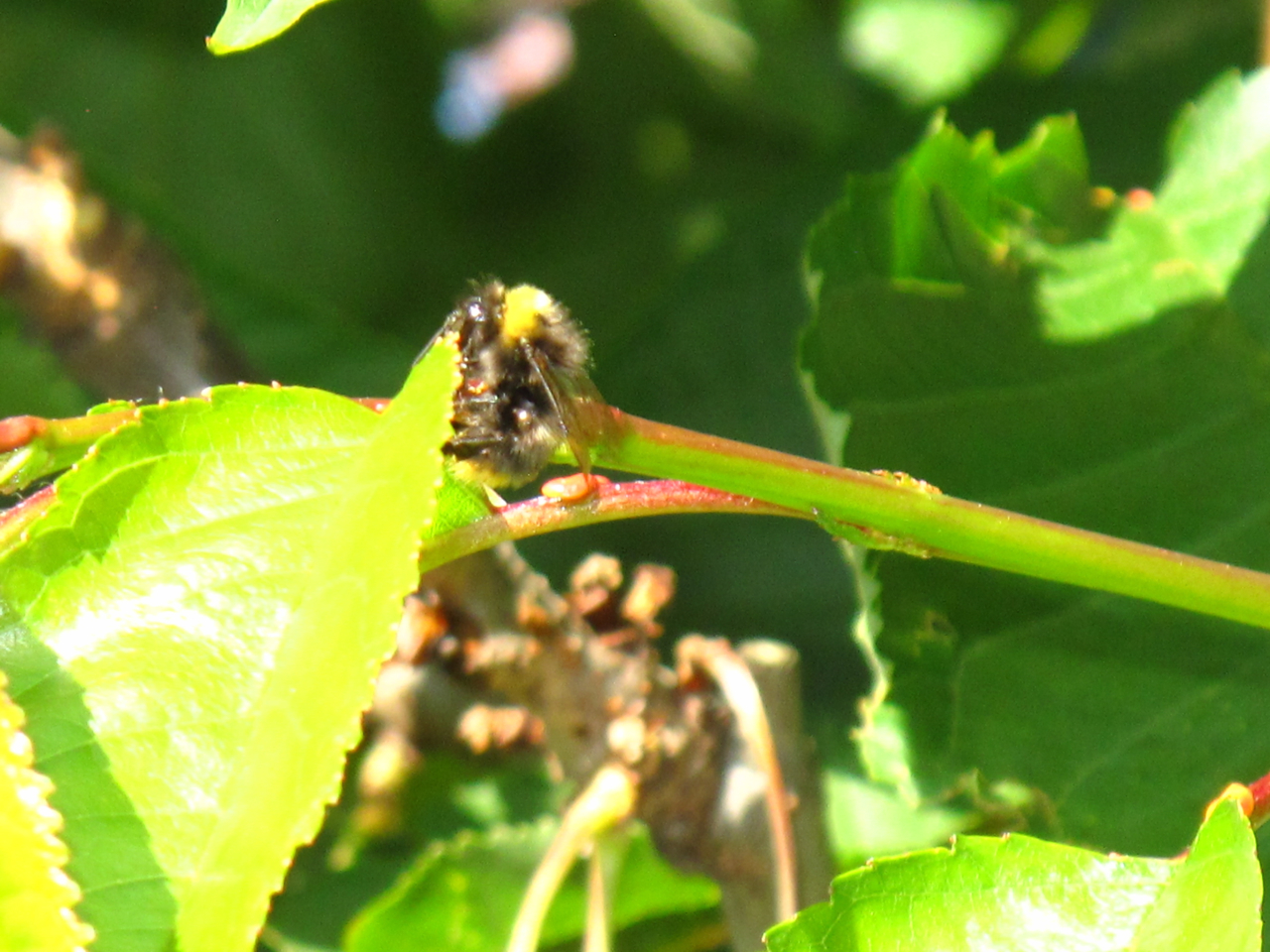 BugBlog Nectar from cherry leaves