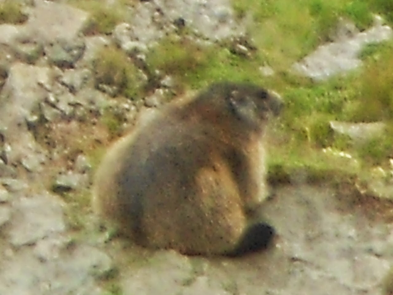 la marmotta