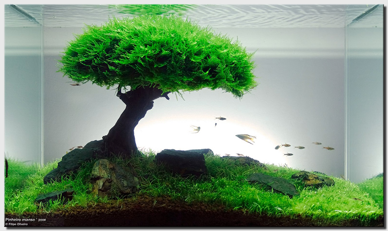 Aquascape จัดตู้ไม้น้ำขั้นเทพ สวยมั๊กๆ