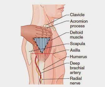 how to deltoid injection site