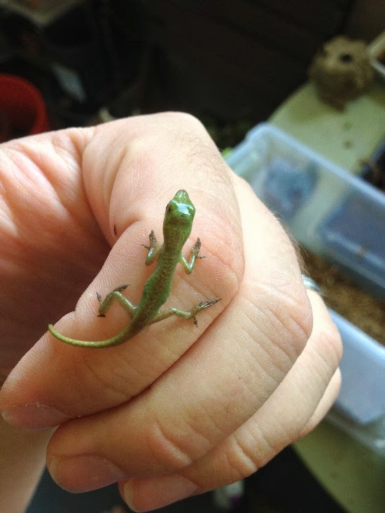 The Rainforest Garden How I Hatched these Adorable Lizards