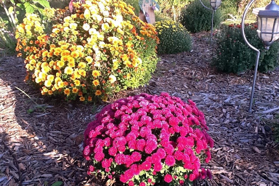 The Coupon Centsation Home Depot Garden Club Buy one Get one Free Mums