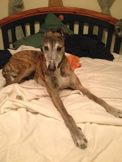 Raja on the Comfy Bed Raja on the Comfy Bed