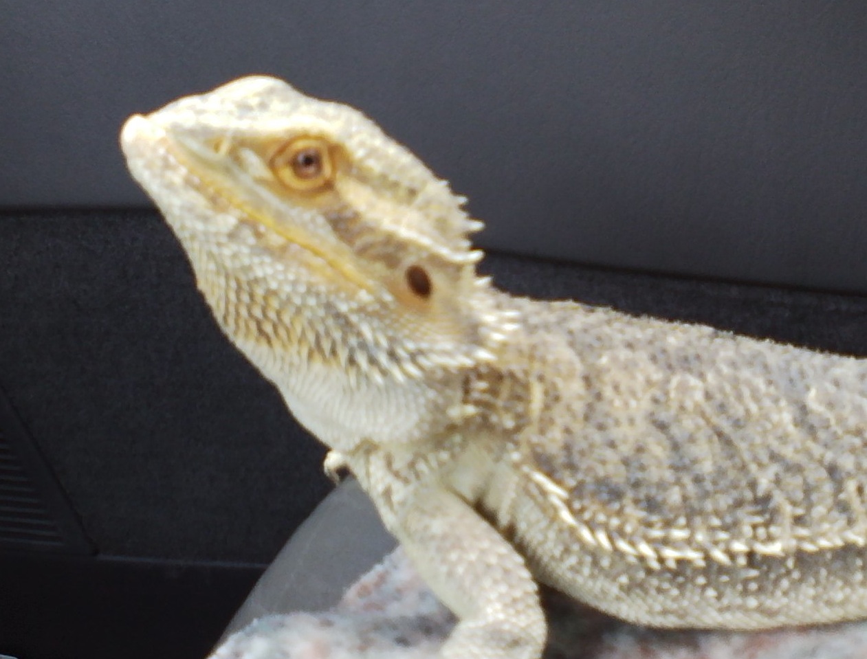 sick-bearded-dragon sick-bearded-dragon