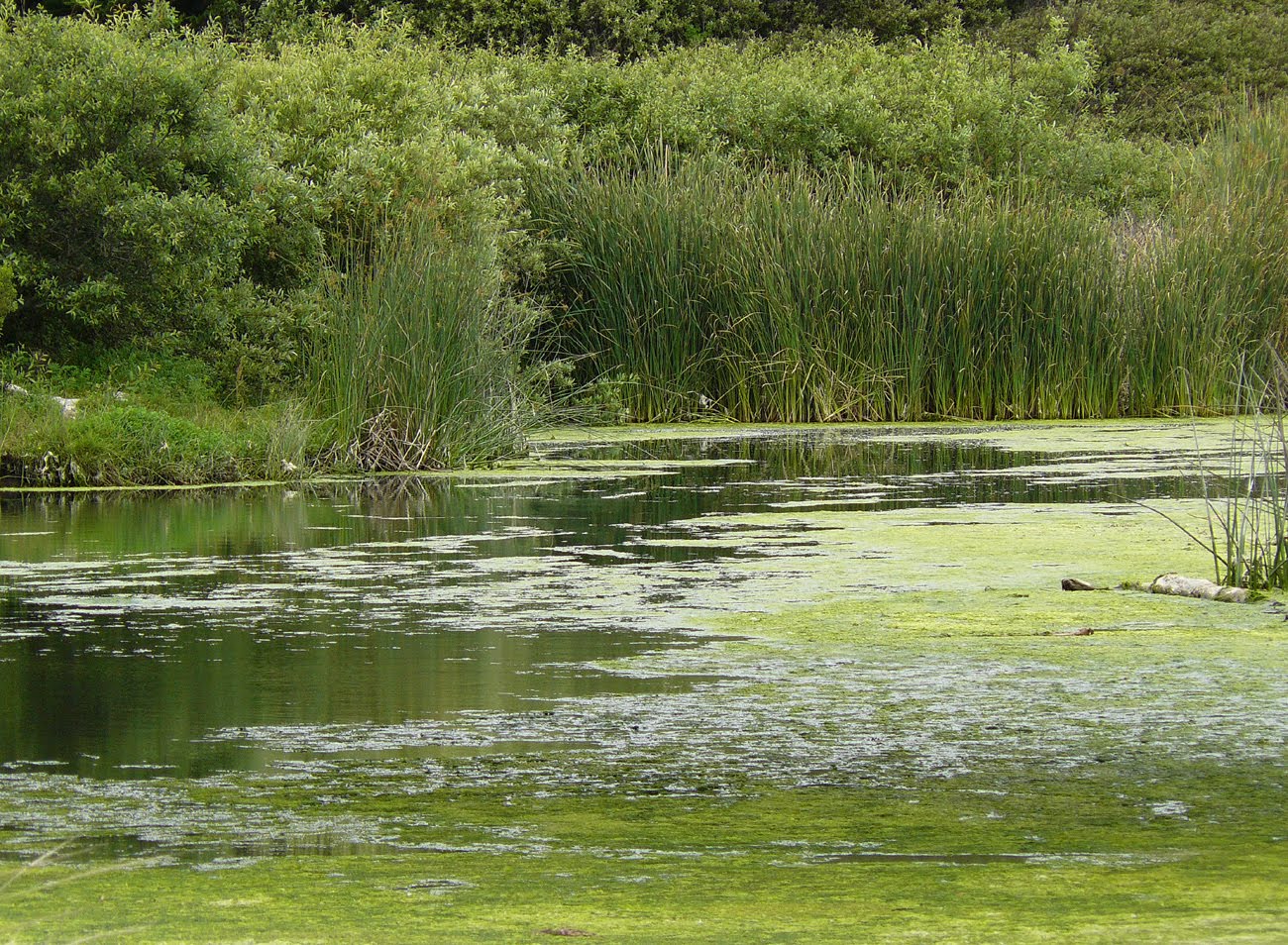 BIRDING THE CENTRAL COAST SAN SIMEON CREEK