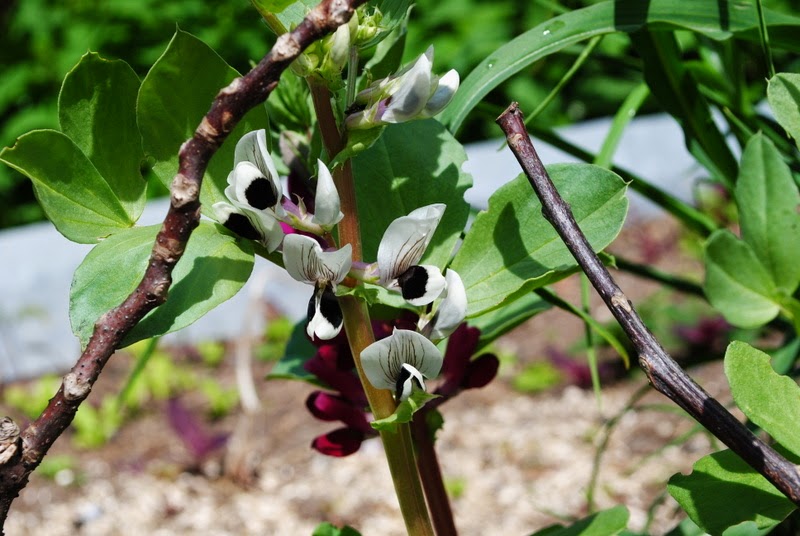 [Bild: puffbohne%2Bunbekannt_20150525.JPG]