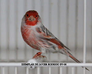 VENTA AGATA PASTEL ROJO MOSAICO