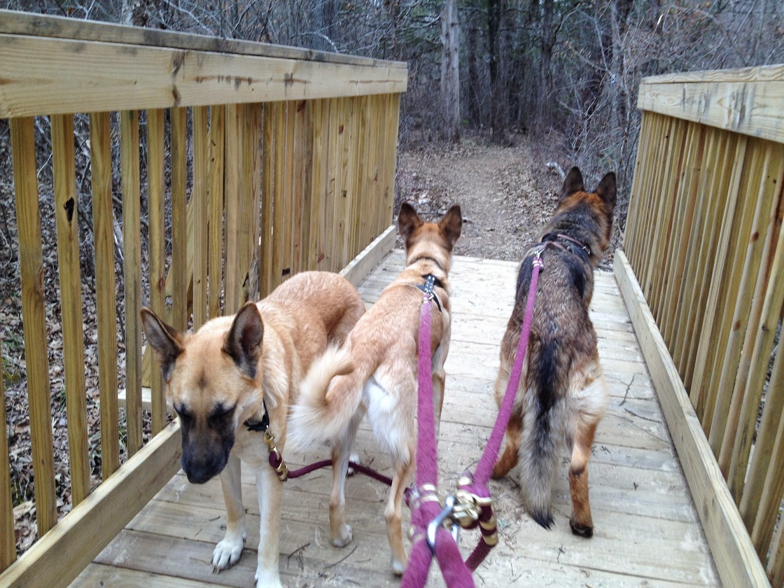 VA Dog Rescue Winter's Last Walk