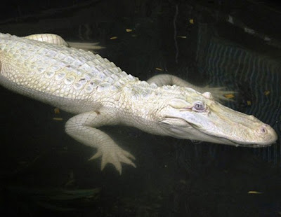 caiman negro alvino del orinoco blanco cocodrilo