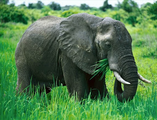 african american elephent photos