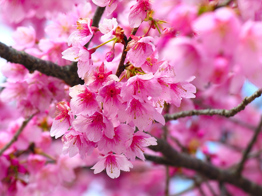 cherry blossom wallpapers |Clickandseeworld is all about Funny|Amazing