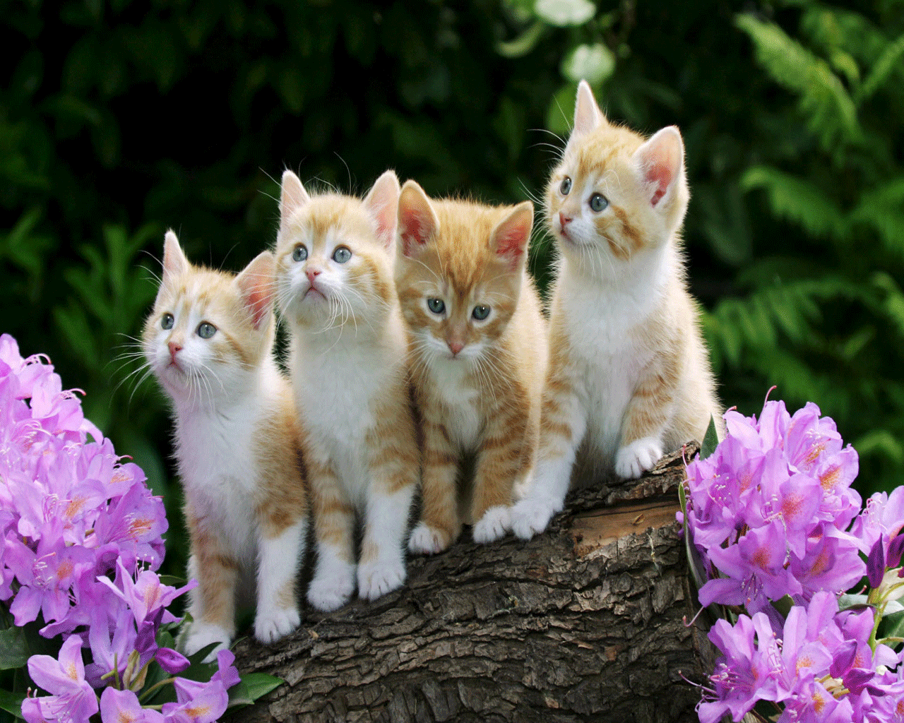 beautiful pet cats