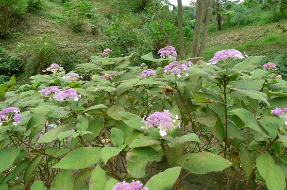 Blog 秋に咲く紫陽花