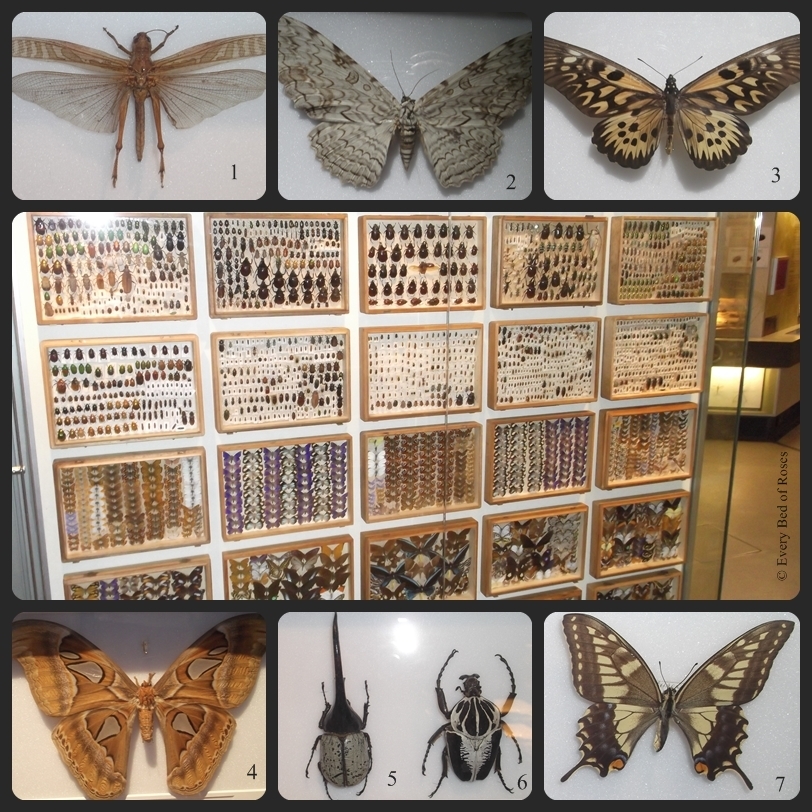 Antimachus Swallowtail