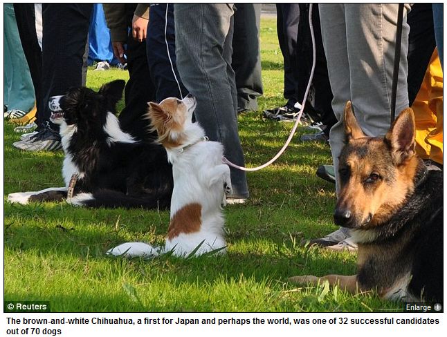 コーギーと英字新聞 警察犬チワワ桃 海外でも報道 外国人の反応