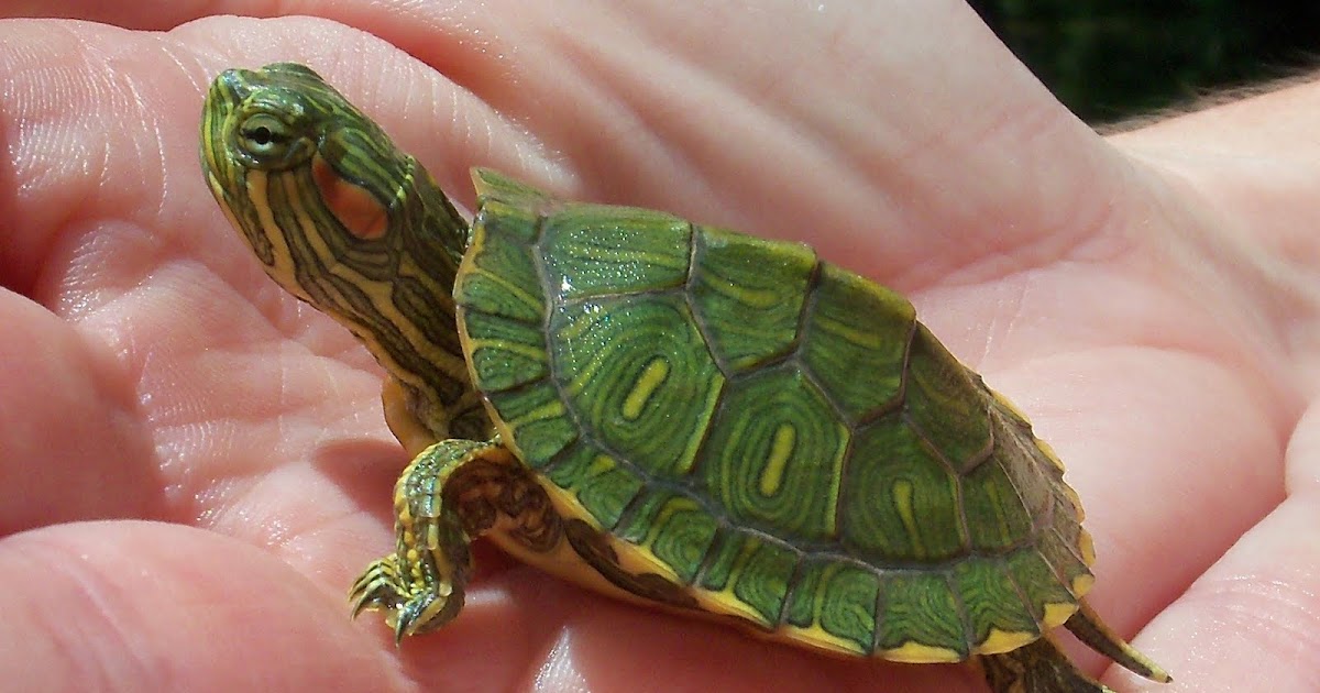 keep your pets happy and healthy! Do you have an experience of turtle