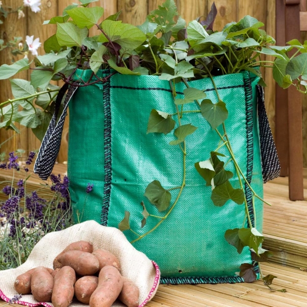 Pacy Crochets Growing Sweet Potatoes in a Bag
