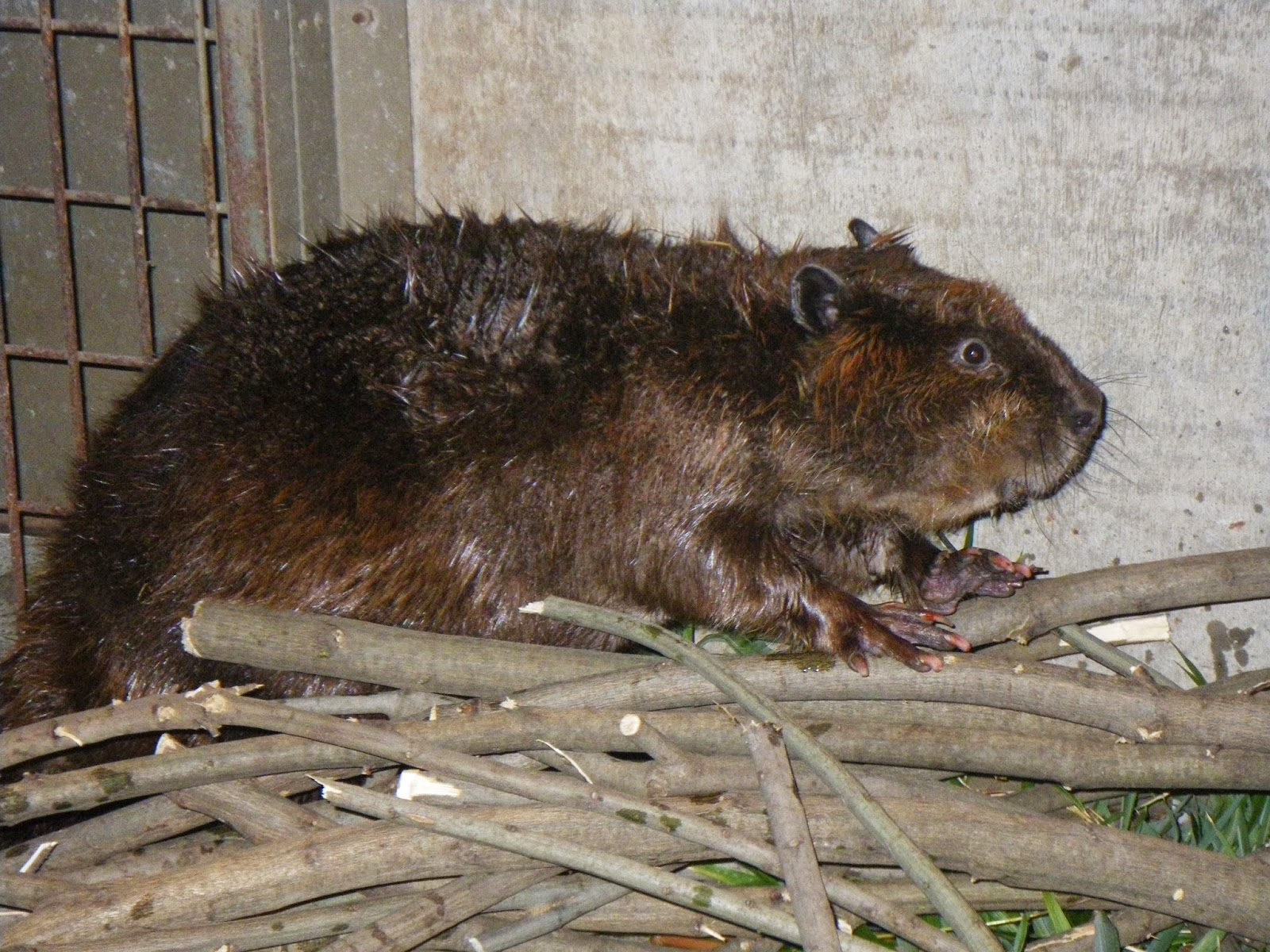 はむらzoo小噺 アメリカビーバーのお嫁さん到着