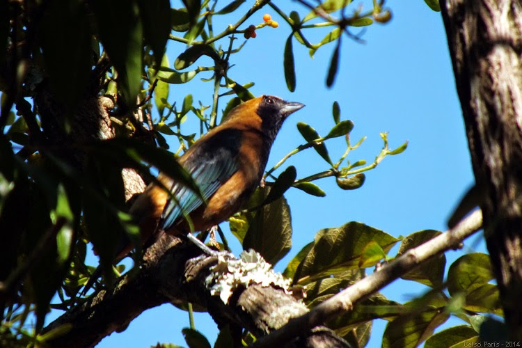 Birds Of Southeast Brazil