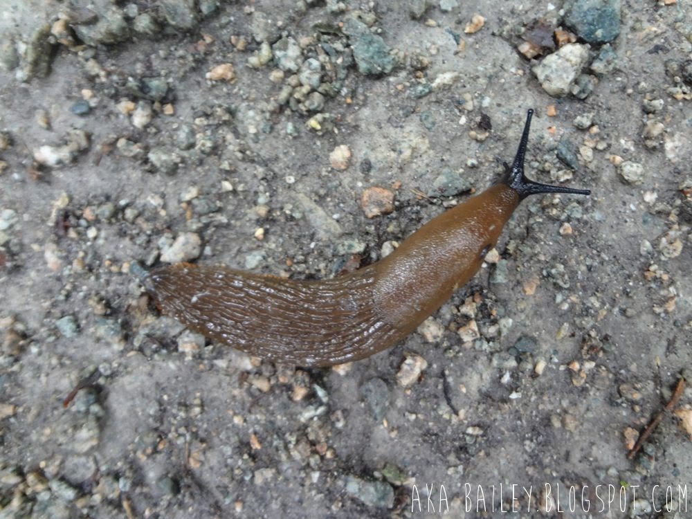 Big slug on a Vancouver trail