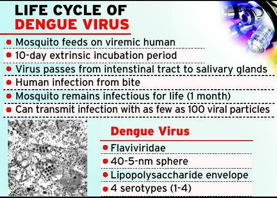 Essay about dengue virus life
