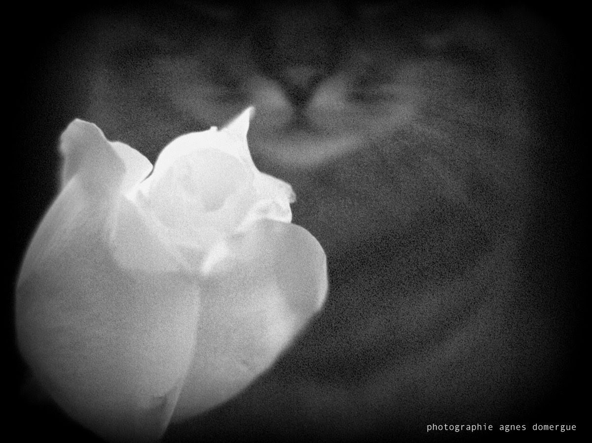 Agnès Une rose blanche