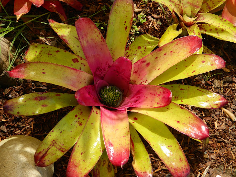 Neoregelia Malin