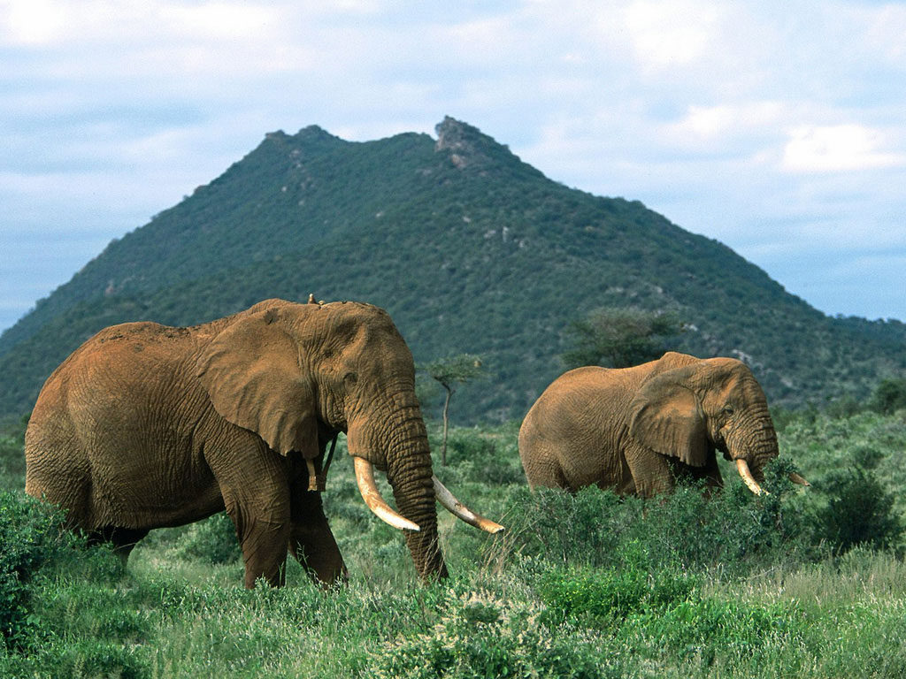 http://1.bp.blogspot.com/-l1ZO1OvSDDE/UCozBwroEvI/AAAAAAAACvo/PA76tlYhOGA/s1600/Elephant-in-Jungle-Wallpaper.jpg