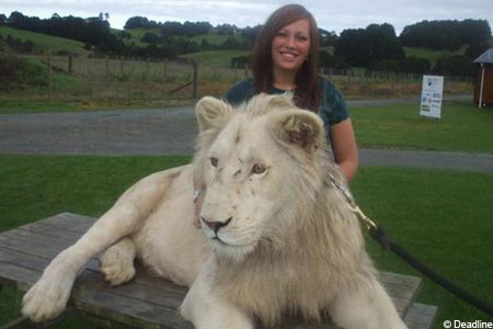 Tame Lion