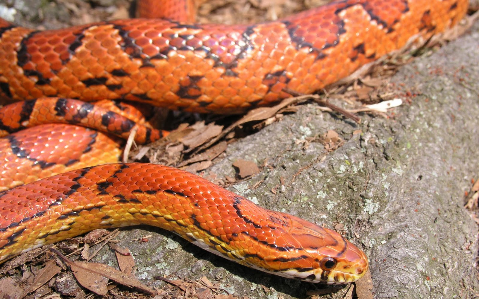 Red Rat Snake
