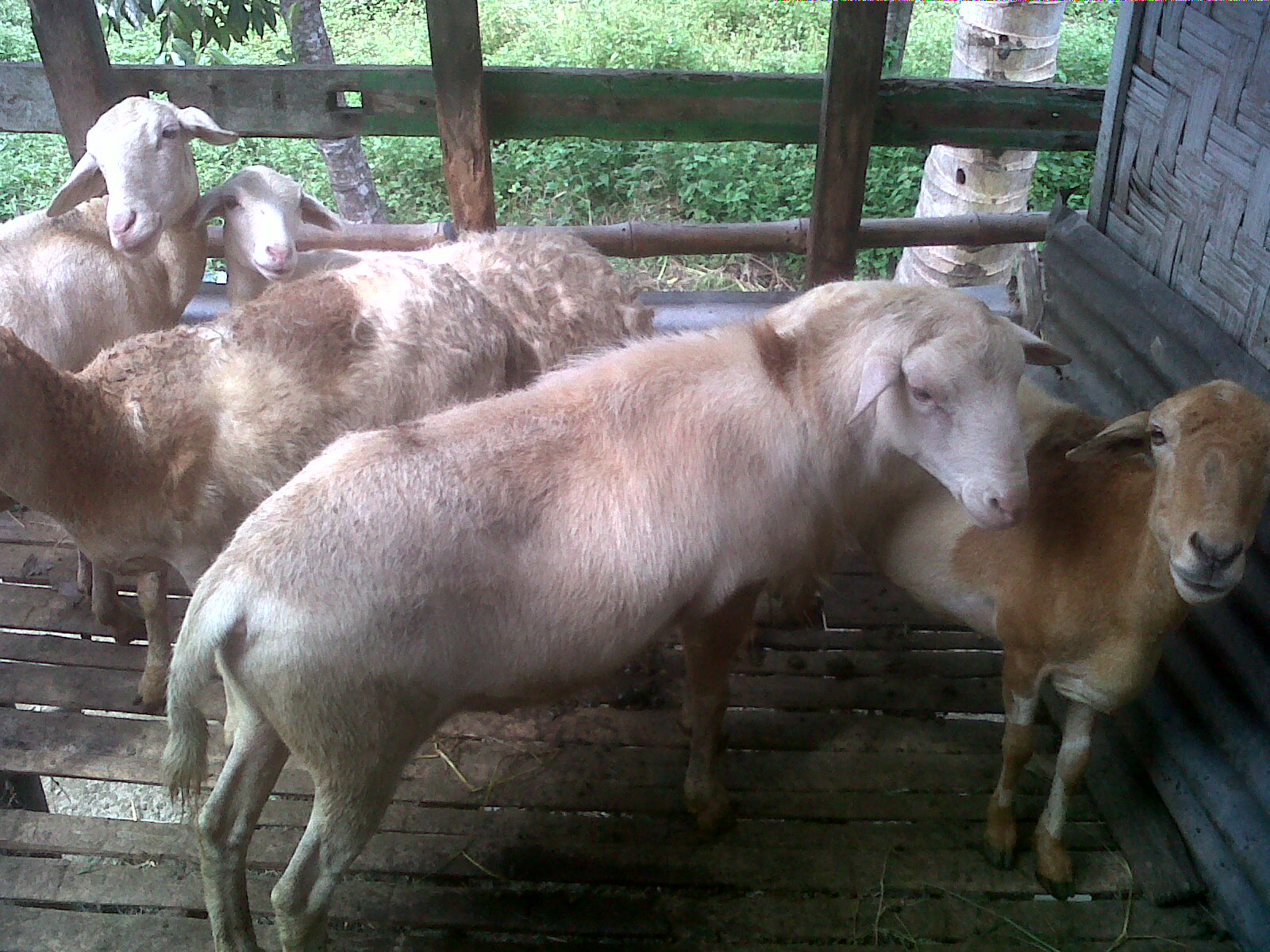 Blog Ternakku Cara Merawat Hewan Ternak Kambing