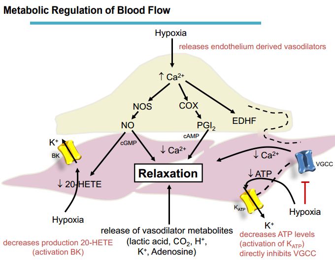 Tutor's Notes general, cardiovascular, respiratory and renal physiology & pathophysiology