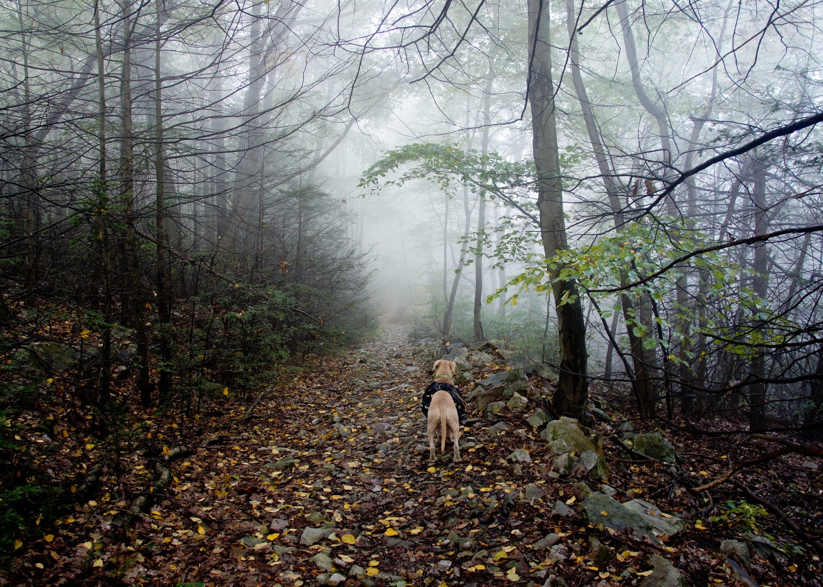 A Life Inspired by Nature Backpacking on the Appalachian Trail