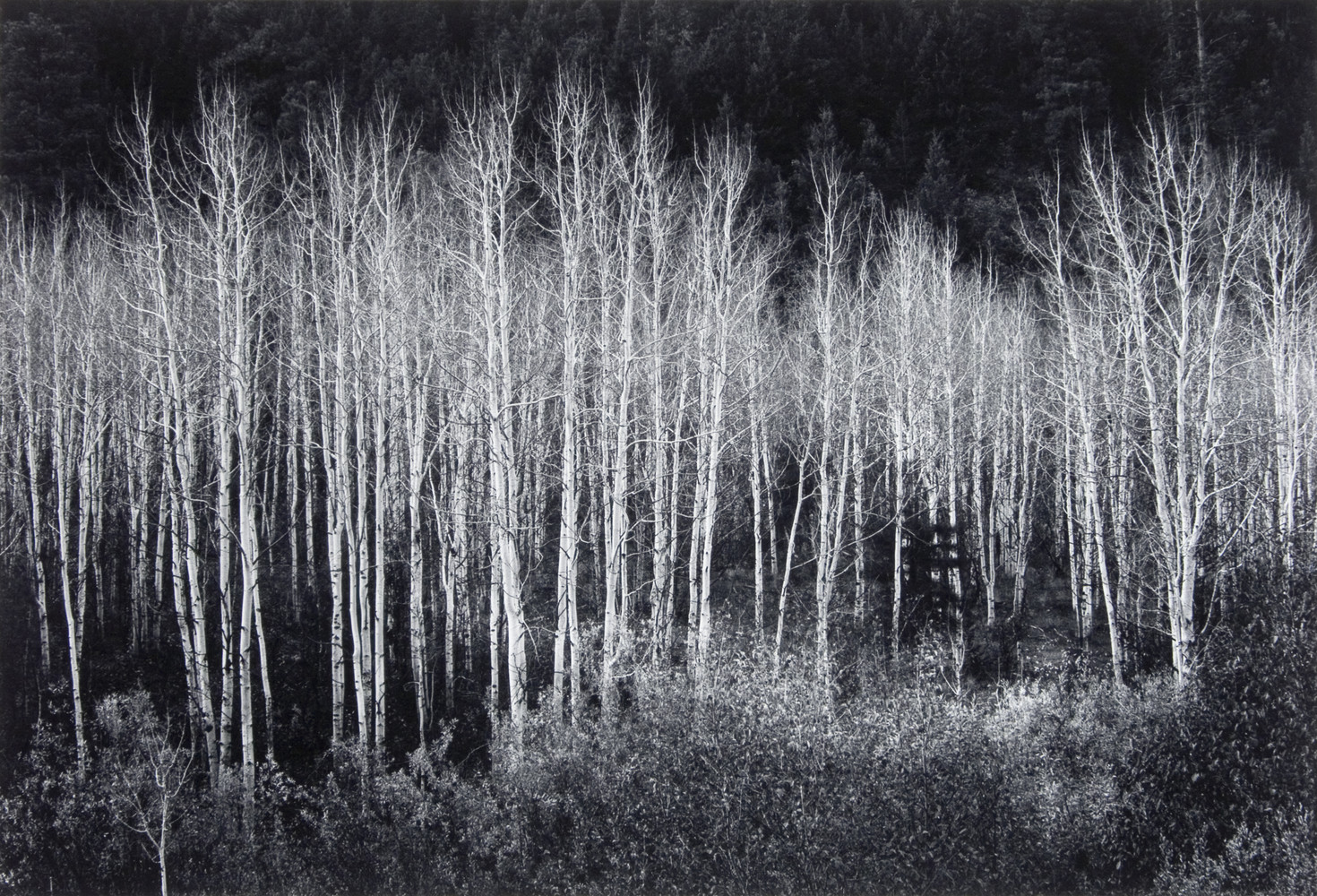 ansel adams gallery ansel adams gallery