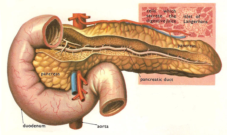 Writing For the Best Life: Standing In For the Pancreas