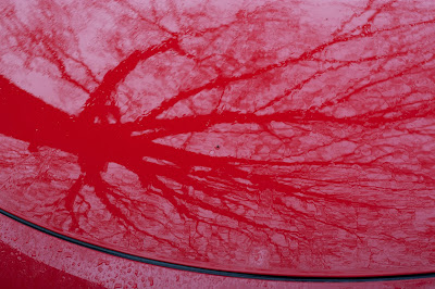 tree reflected in a red car