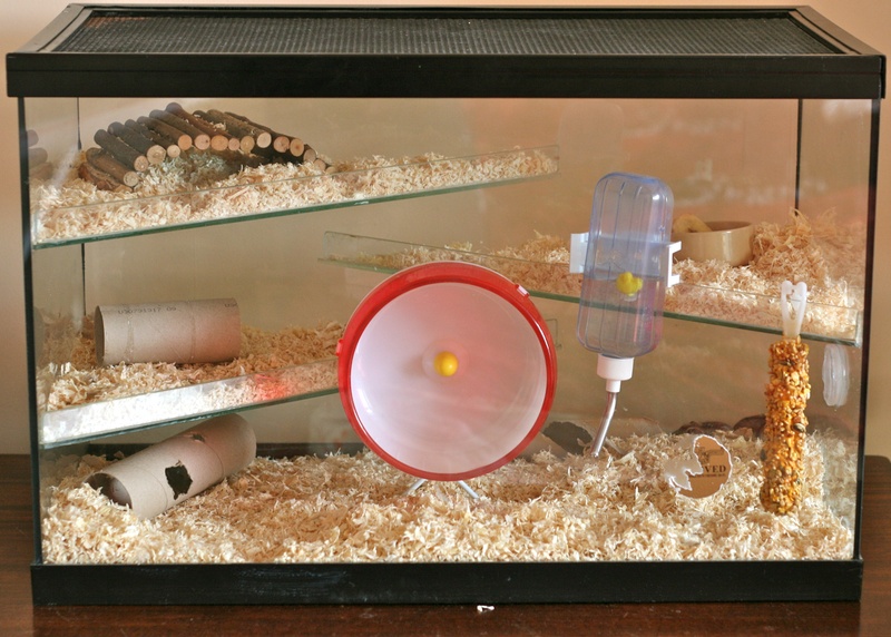Hamster Fish Tank