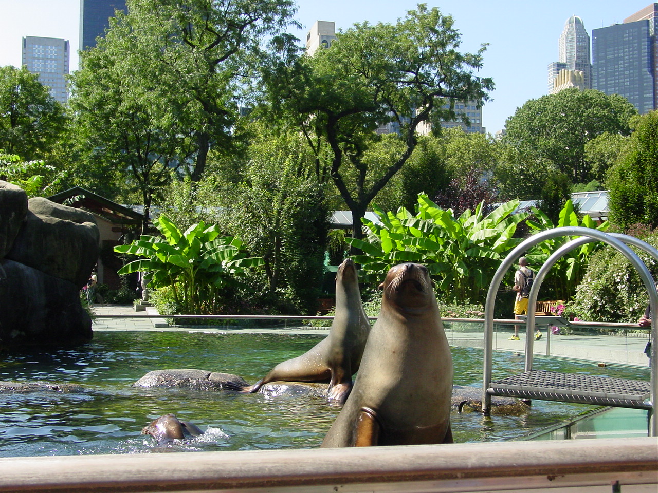 Linemorens' world Central Park Zoo