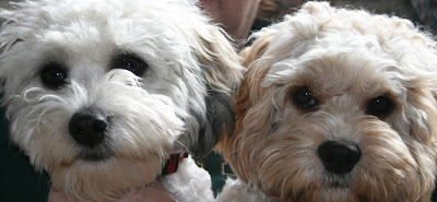 dog ate carpet padding