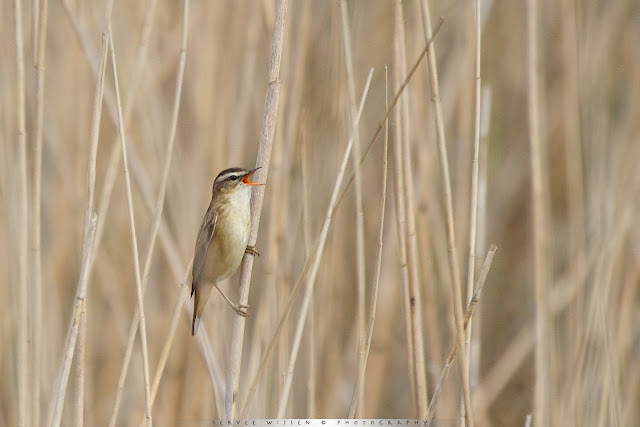 Rietzanger - Sedge Warbler - Acrocephalus schoenobaenus